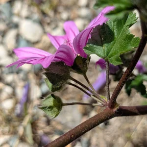 Malva sylvestris