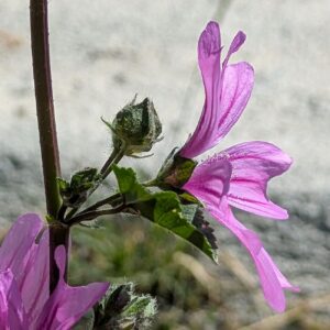 Malva sylvestris - Commonly 2 to 10 flowers per leaf axil, even more than M. multiflora