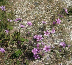 Malva sylvestris - Part of the plant
