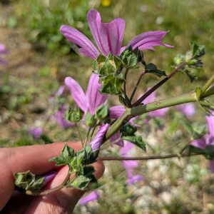 Malva sylvestris - Petals usually 20-30 mm long