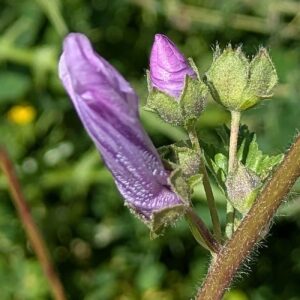 Malva sylvestris - Stem hair