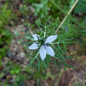Nigella damascena