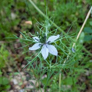 Nigella damascena