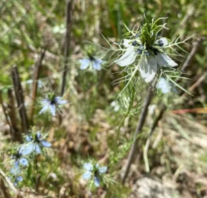 Nigella damascena habitat