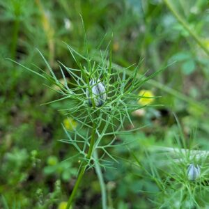 Nigella damascena - Involucre of finely dissected, capillary segments that overtop and enclose the flower.