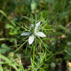 Nigella damascena - Large, bright blue-to-white sepals decorated with a stark, branching green network of veins