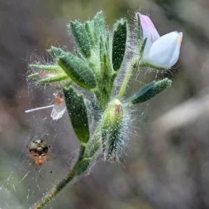 Ononis reclinata