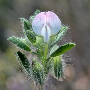 Ononis reclinata