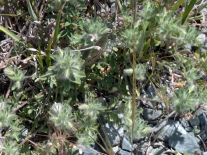 Ononis reclinata spreading plants