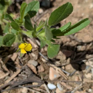 Ononis viscosa subsp. breviflora
