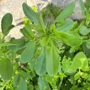 Ononis viscosa subsp. breviflora Single leaflet leaves at the top