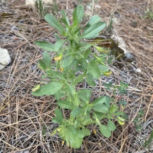 Ononis viscosa subsp. breviflora Taxon reaching 10-40 cm tall