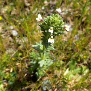 Parenentucellia latifolia subsp. latifolia