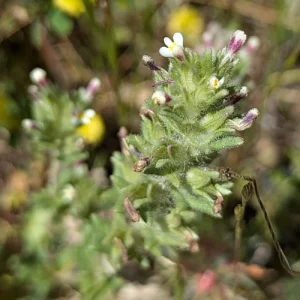 Parenentucellia latifolia subsp. latifolia