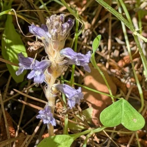 Phelipanche nana