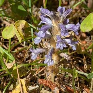 Phelipanche nana