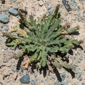 Plantago coronopus subsp. commutata