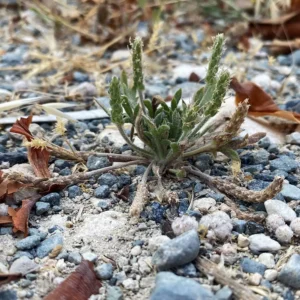 Plantago coronopus subsp. commutata