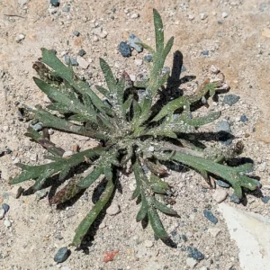 Plantago coronopus subsp. commutata