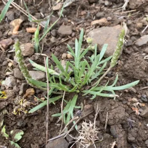 Plantago coronopus subsp. commutata