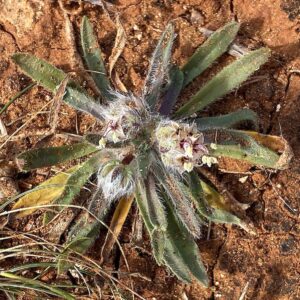 Plantago cretica