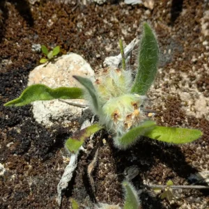 Plantago cretica