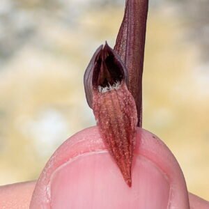Serapias bergonii Epichile not less than 10 mm