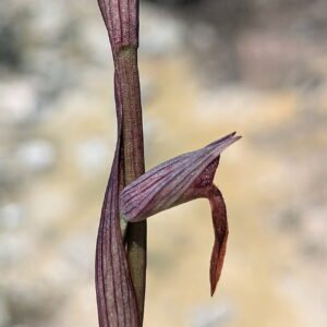 Serapias bergonii Tongue pointing straight down