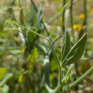 The leaflets occur in exactly 1 pair, and measure 2.0–6.0 cm long and 1.5–3.0 cm wide, terminating in a branched tendril