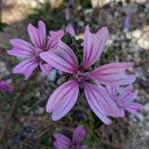 The Malva sylvestris large flower