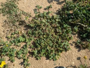 The plant is typically prostrate or spreading (decumbent), with stems trailing along the ground up to 50 cm