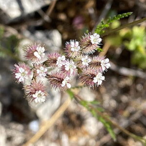 Torilis leptophylla
