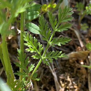 Torilis leptophylla Leaf