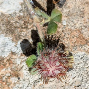 Trifolium cherleri Flowering period - late stage