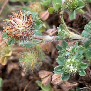 Trifolium cherleri Flowers at late and early stage