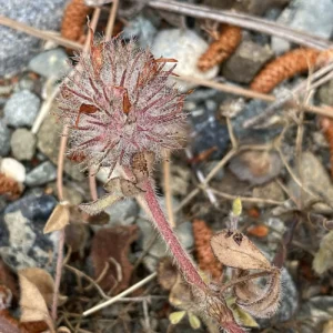 Trifolium cherleri Fruiting period
