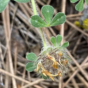Trifolium cherleri Leaves