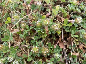 Trifolium cherleri Plants