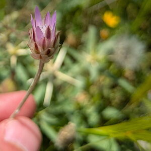 Xeranthemum inapartum Size