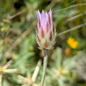 Xeranthemum inapertum