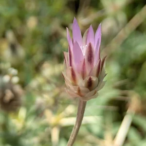 Xeranthemum inapertum