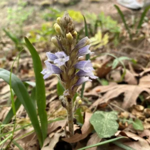 Phelipanche mutelii