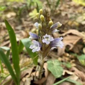 Phelipanche mutelii