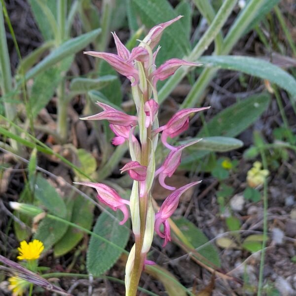 Anacamptis sancta