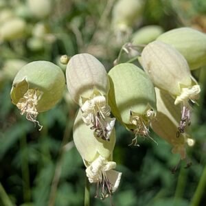 Silene vulgaris subps. macrocarpa