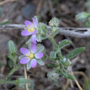 Spergularia bocconei