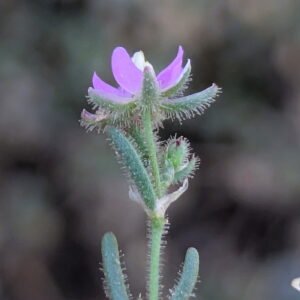 Spergularia bocconei