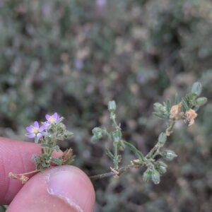 Spergularia bocconei - Actual size of the flowers