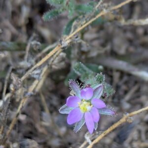 Spergularia bocconei - No white spot at the base