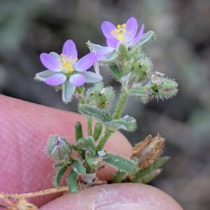 Spergularia bocconei - Tips of the petals not darker than the rest of the petal